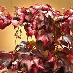 ...podzim se rozsvítil...