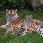 Tygřice s mláďaty