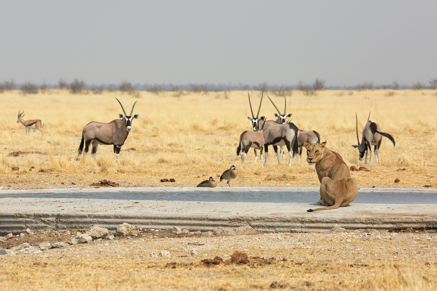 Namibie- NP Etosha