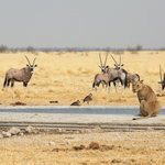 Namibie- NP Etosha
