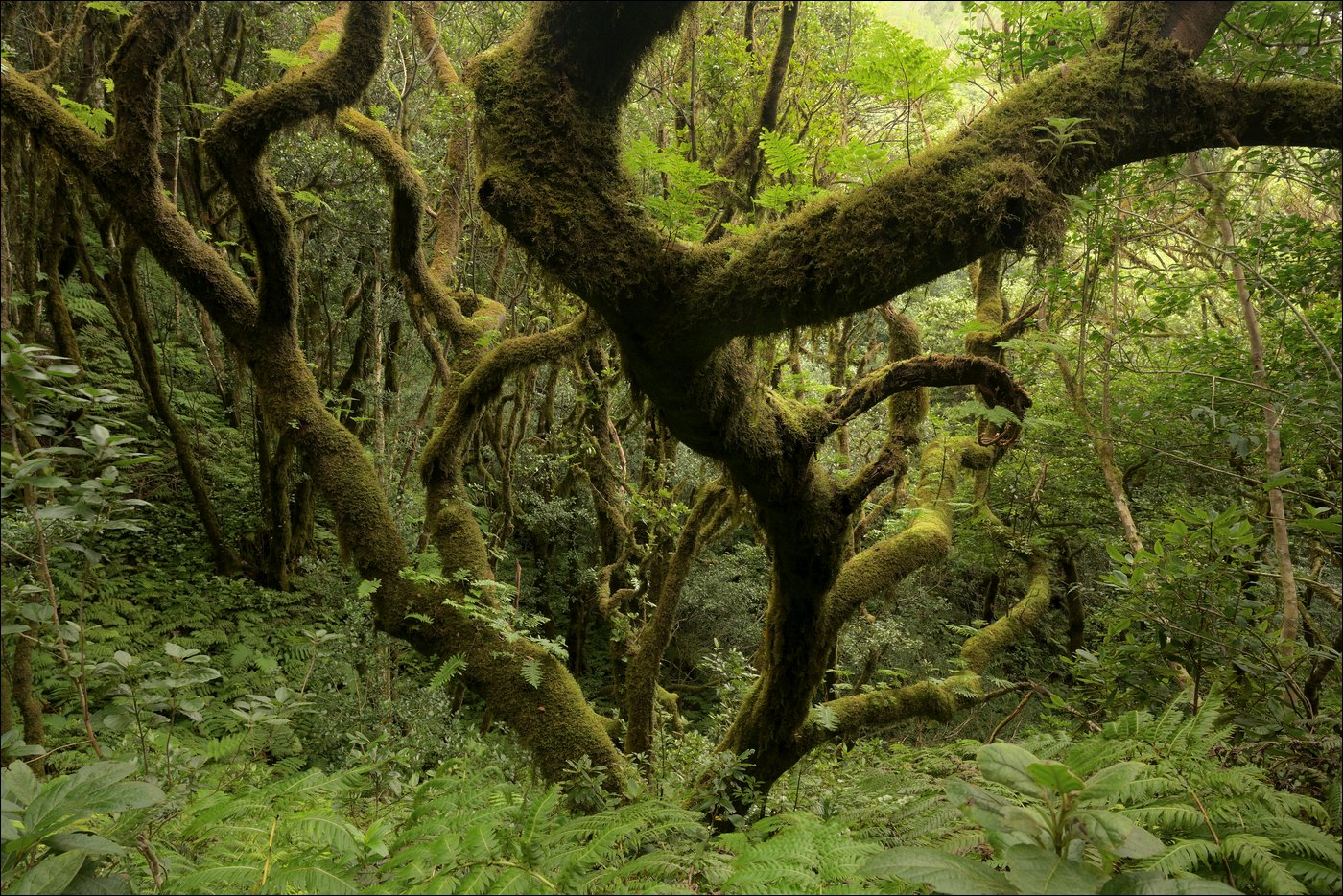 Ve vavřínovém pralese