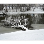 Tam, kde jsou bobři