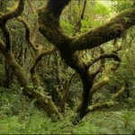 Ve vavřínovém pralese