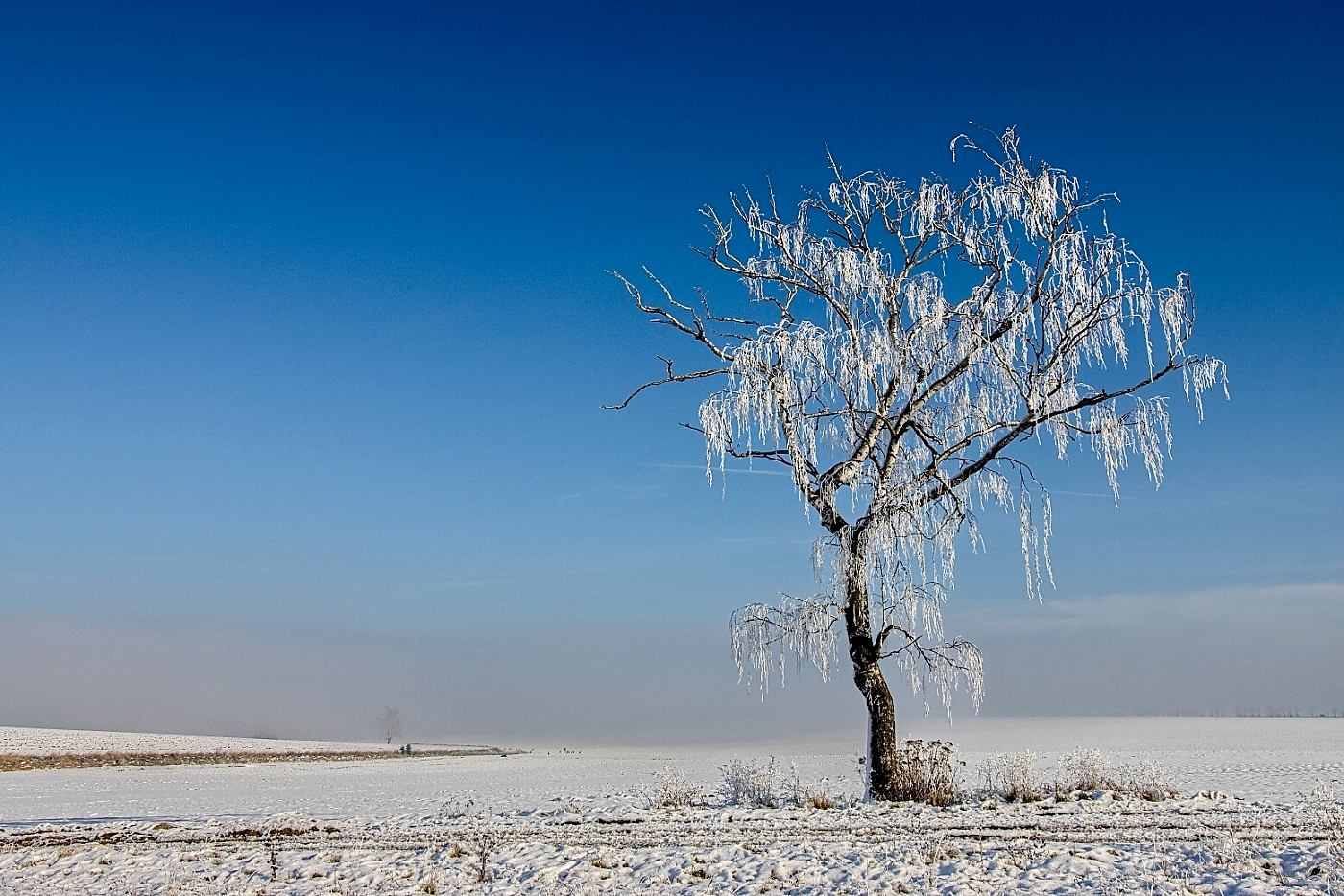 Moje oblíbená Bříza