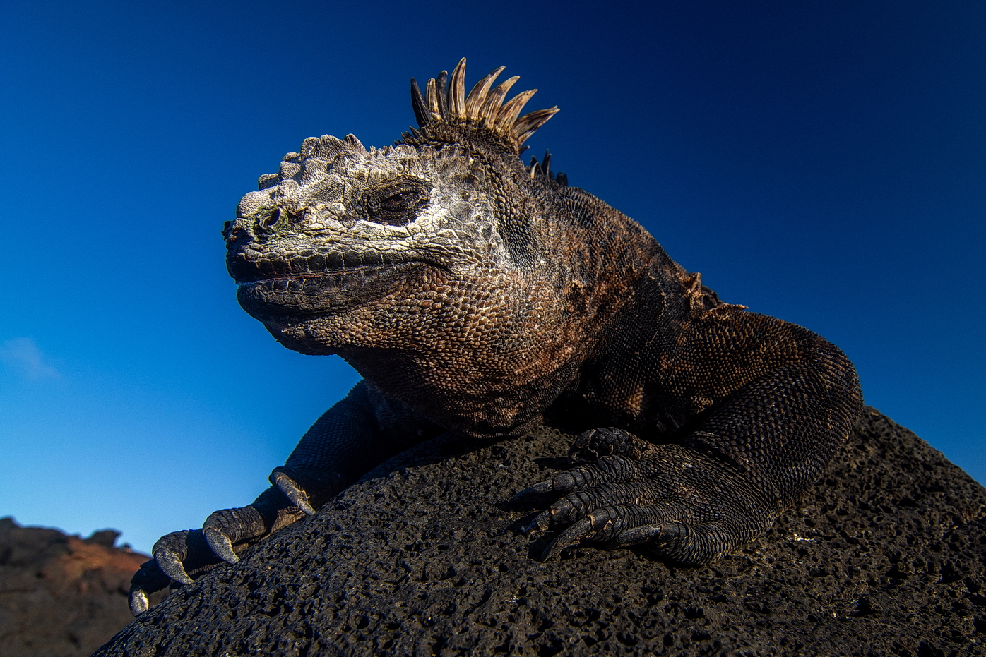 El Rey de las Galápagos