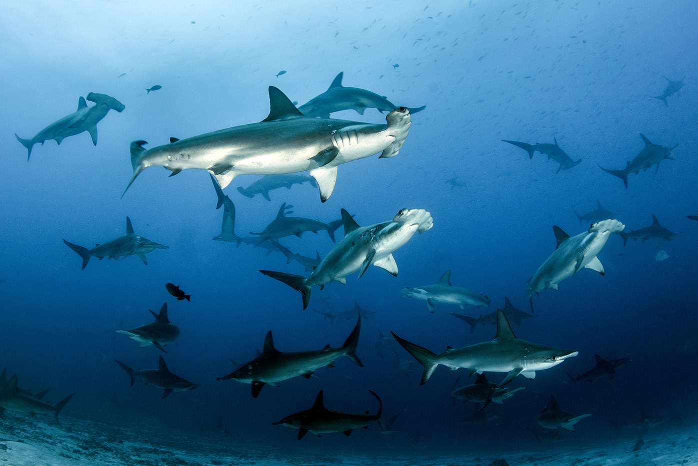 Sen podvodního fotografa se právě zhmotnil