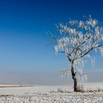 Moje oblíbená Bříza
