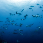 Galapágy listopad 2025