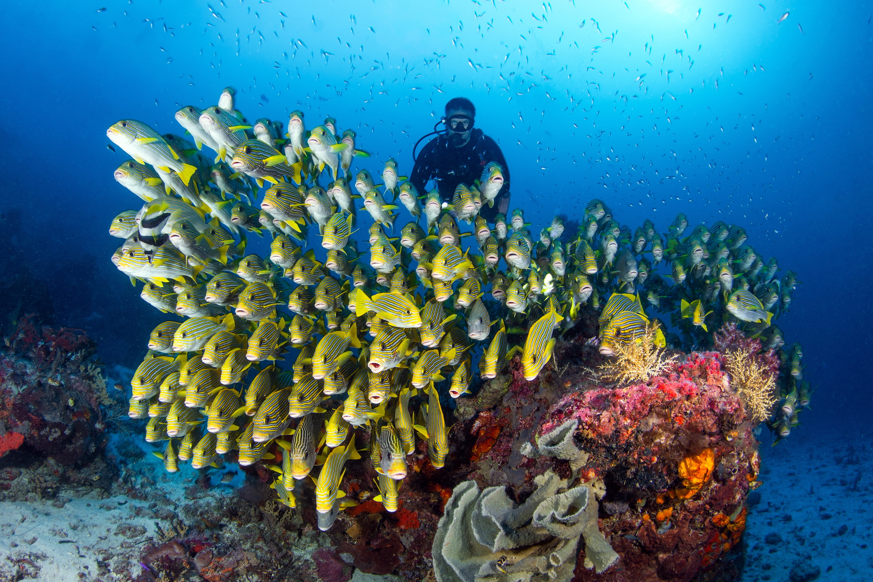 Oblíbený šutr na Raja Ampat