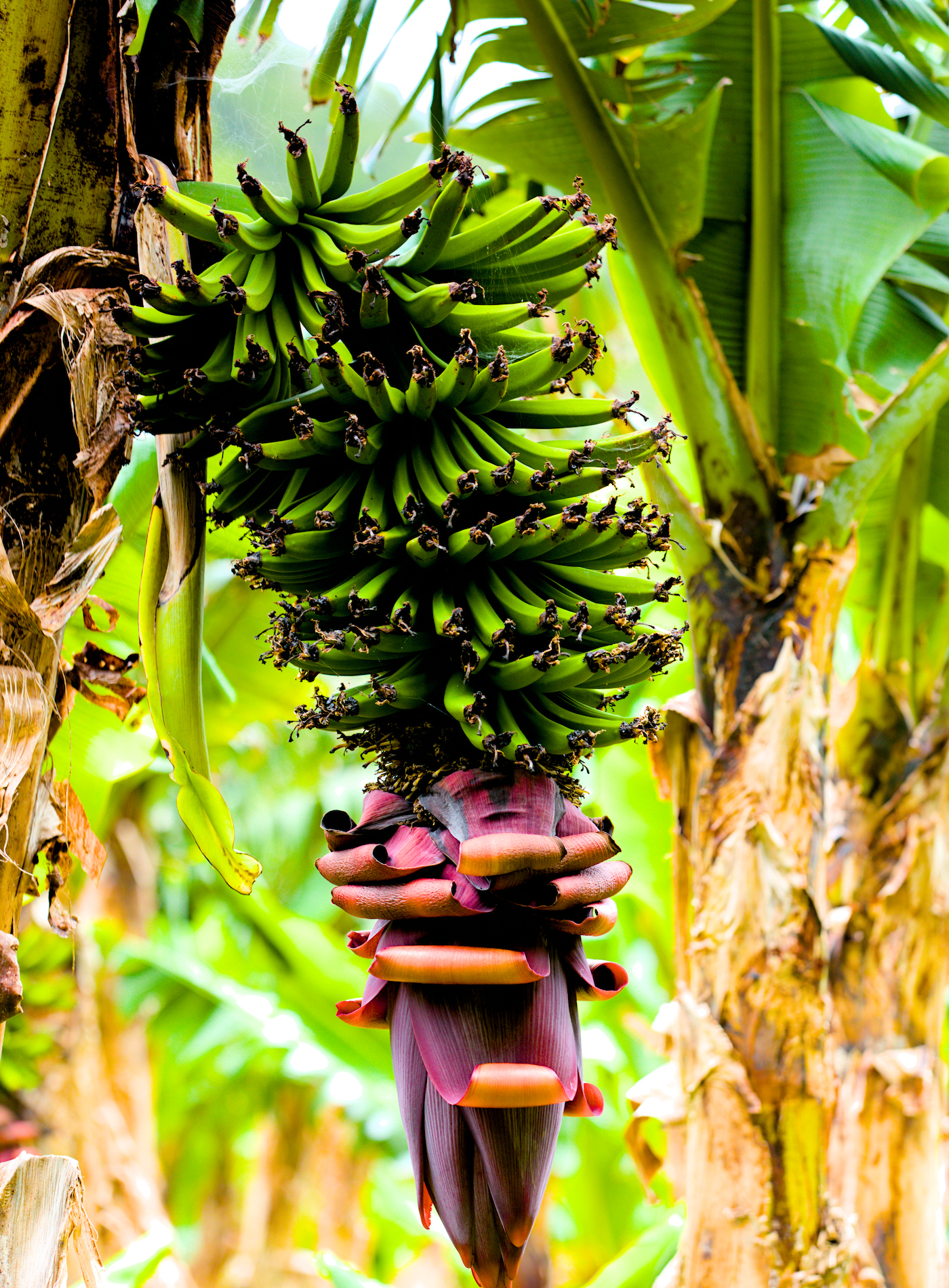Banán
