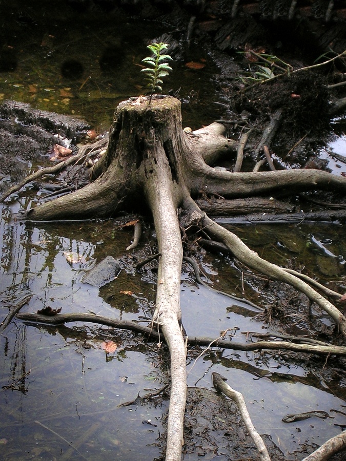 Vysychající rybník