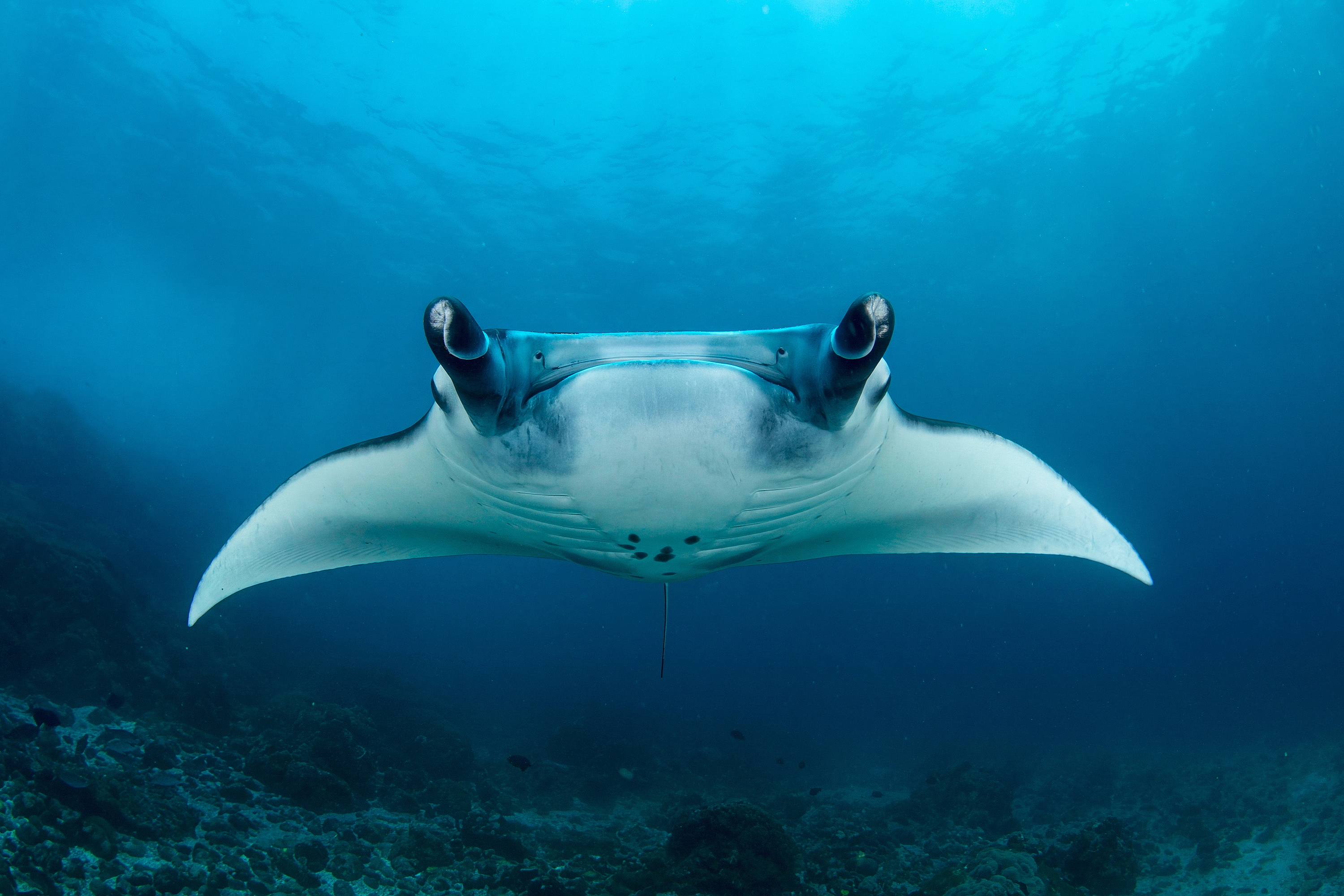 Mobula alfredi