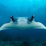 Mobula alfredi