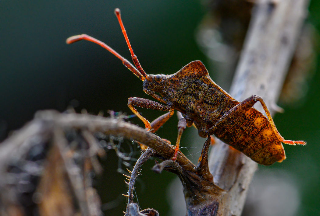 Příloha komentáře