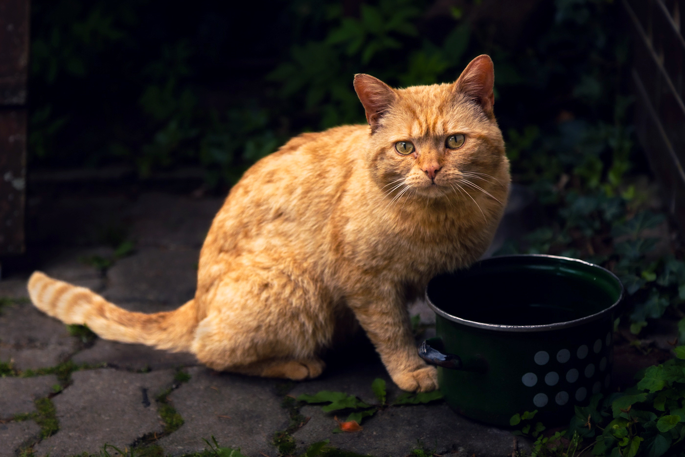 Příloha komentáře