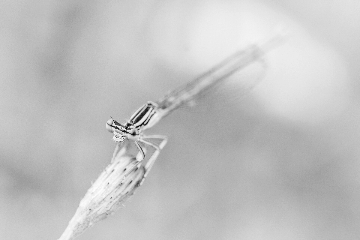 Příloha komentáře