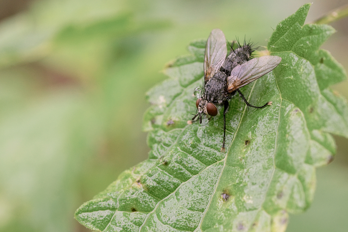 Příloha komentáře