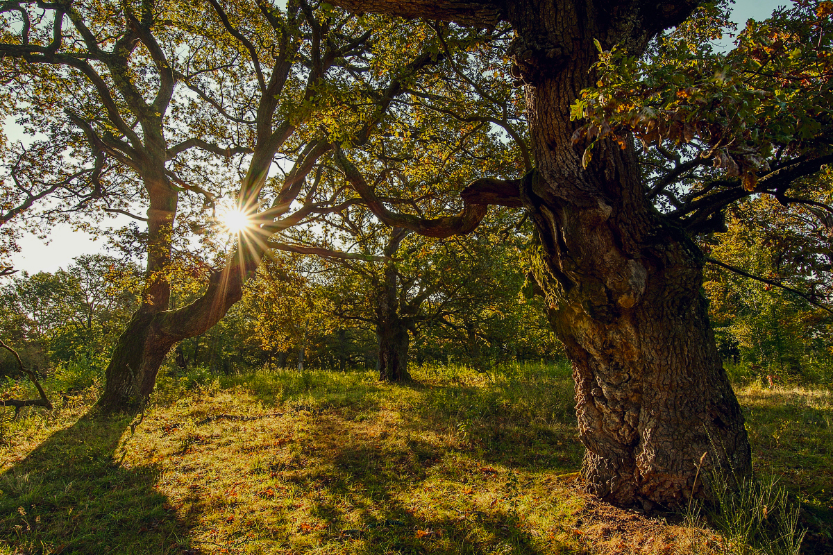 Příloha komentáře