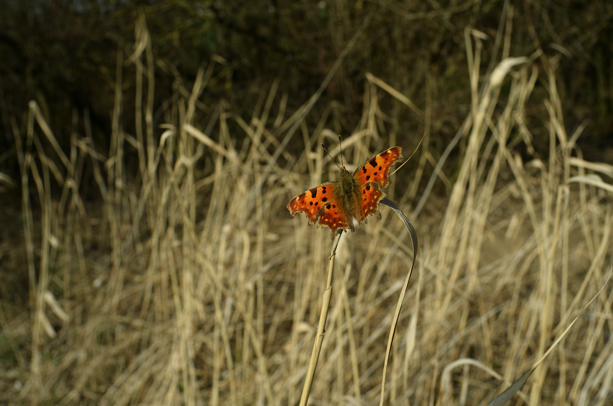 Příloha komentáře