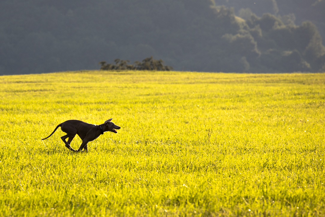 Příloha komentáře