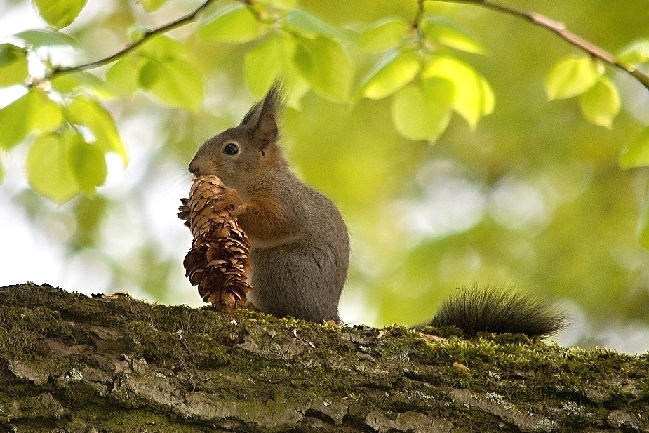 Příloha komentáře
