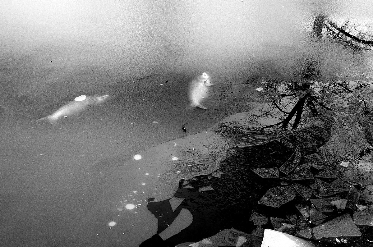 Příloha komentáře