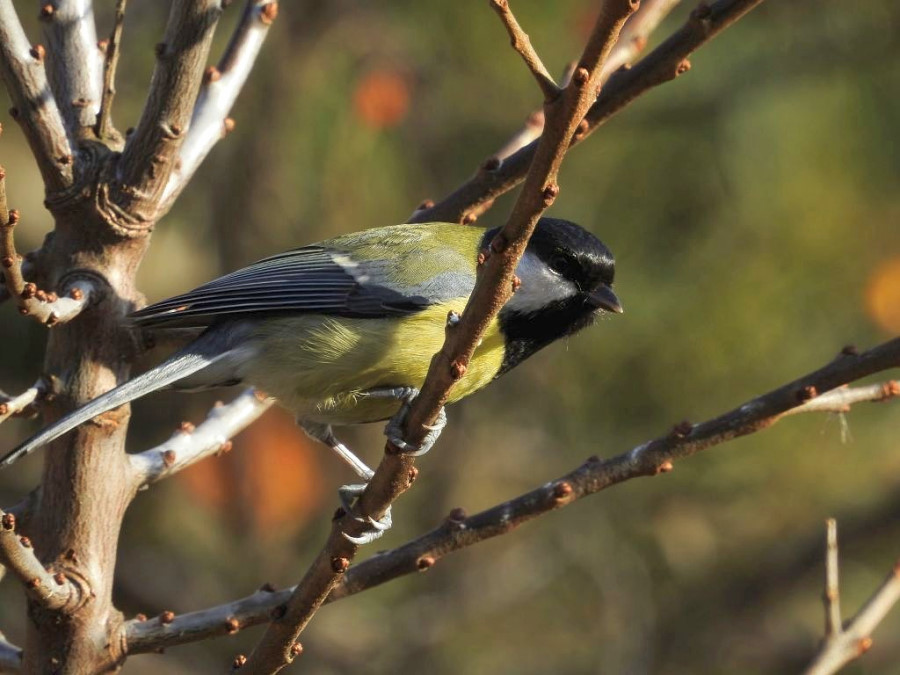 Příloha komentáře