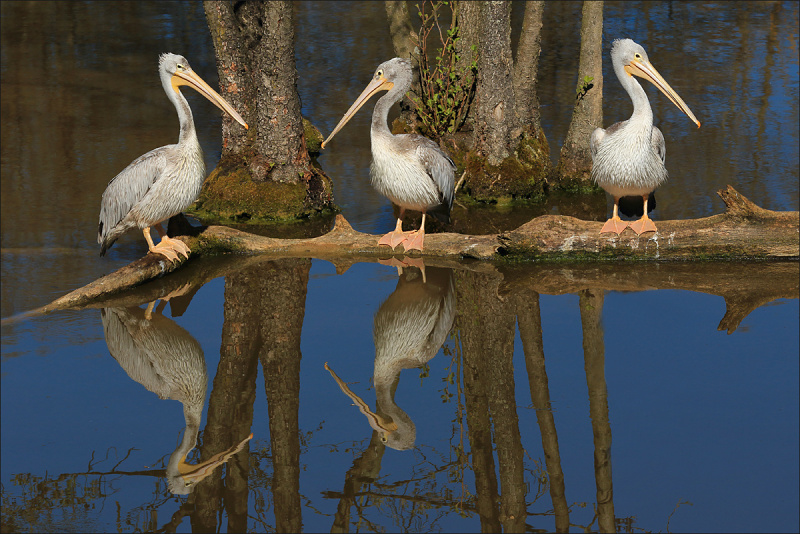 Příloha komentáře