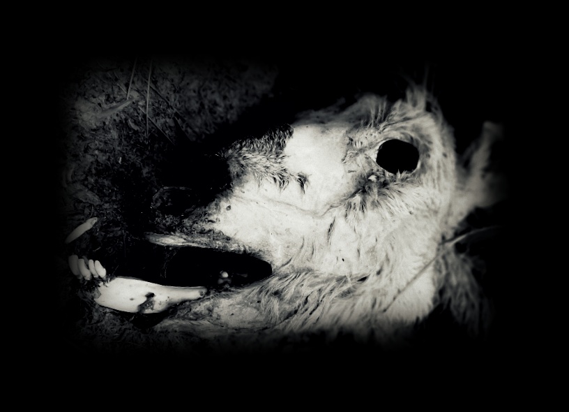 Příloha komentáře