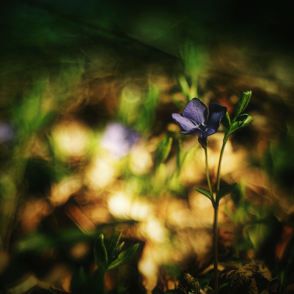 Příloha komentáře