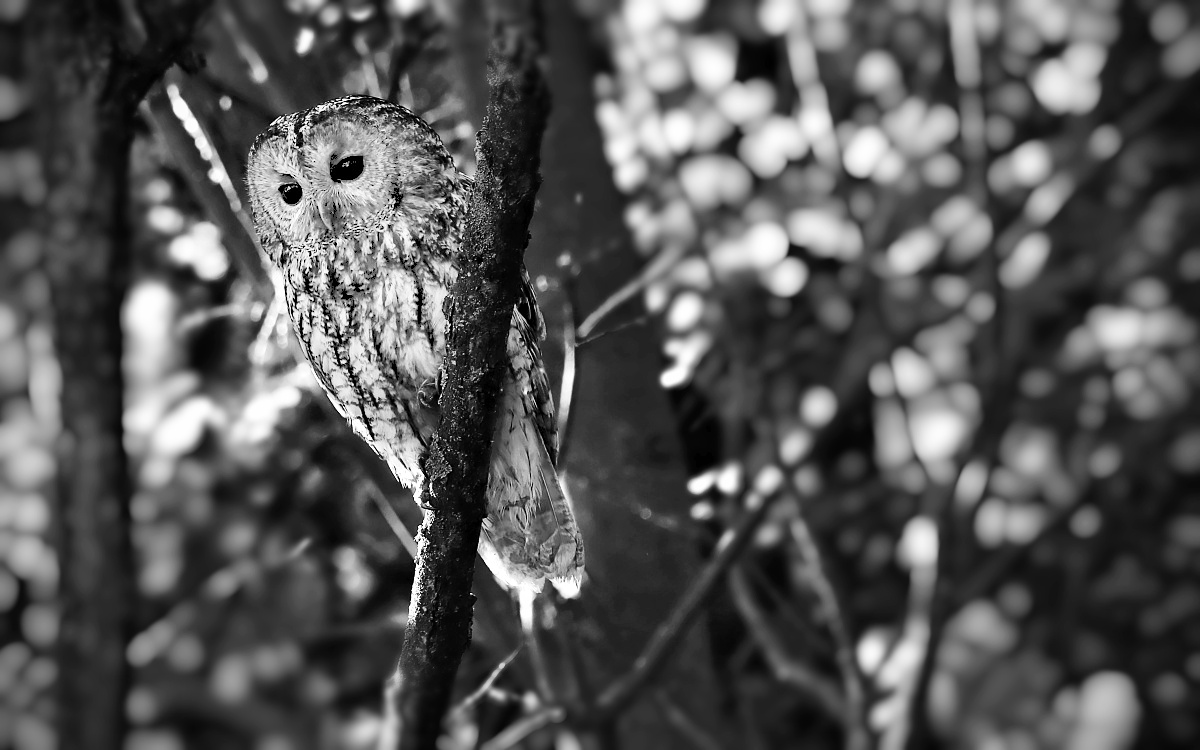 Příloha komentáře