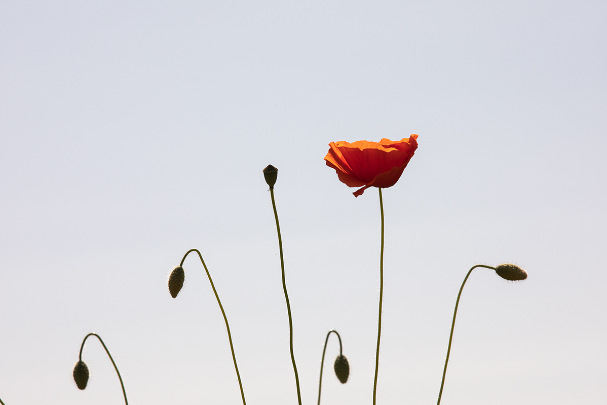 Příloha komentáře