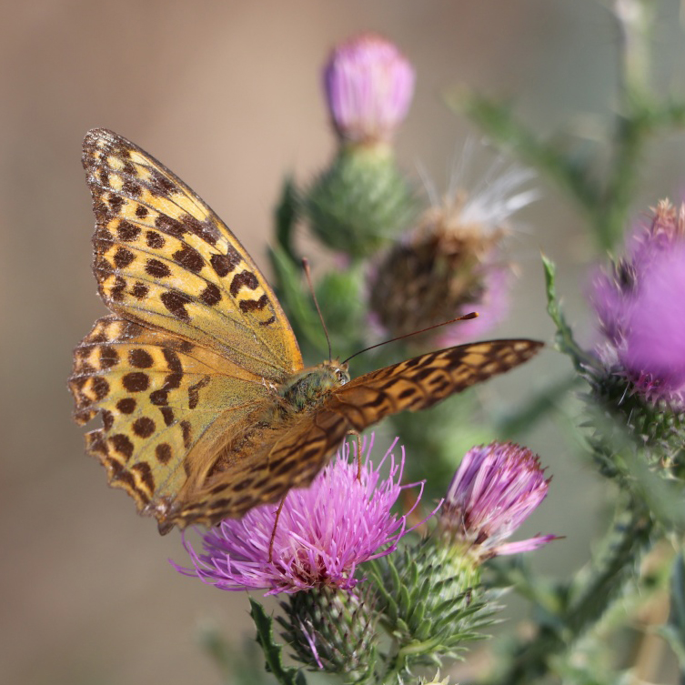 Příloha komentáře