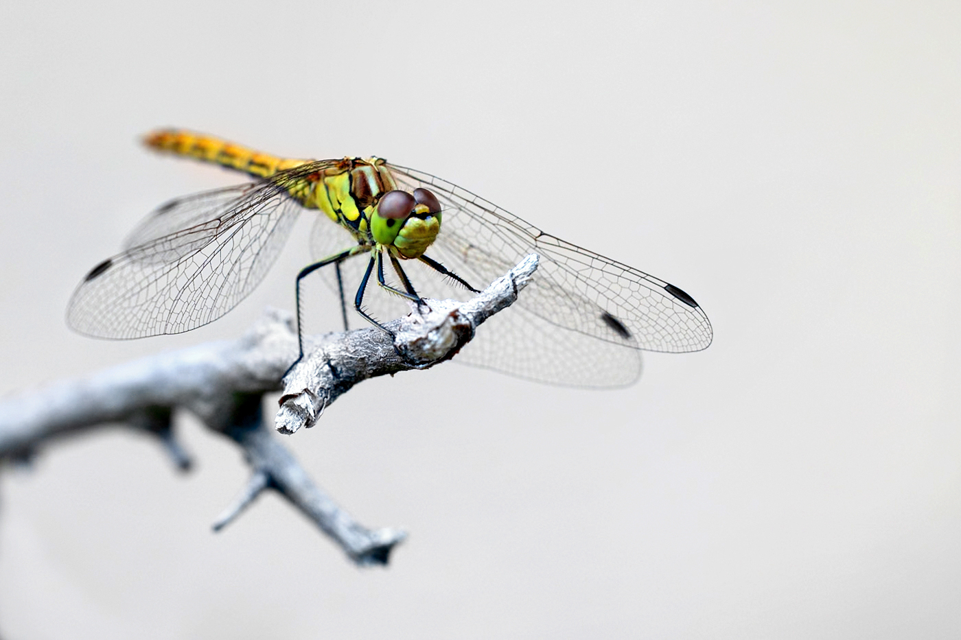 Příloha komentáře