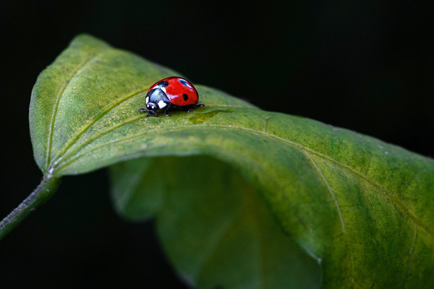 Příloha komentáře
