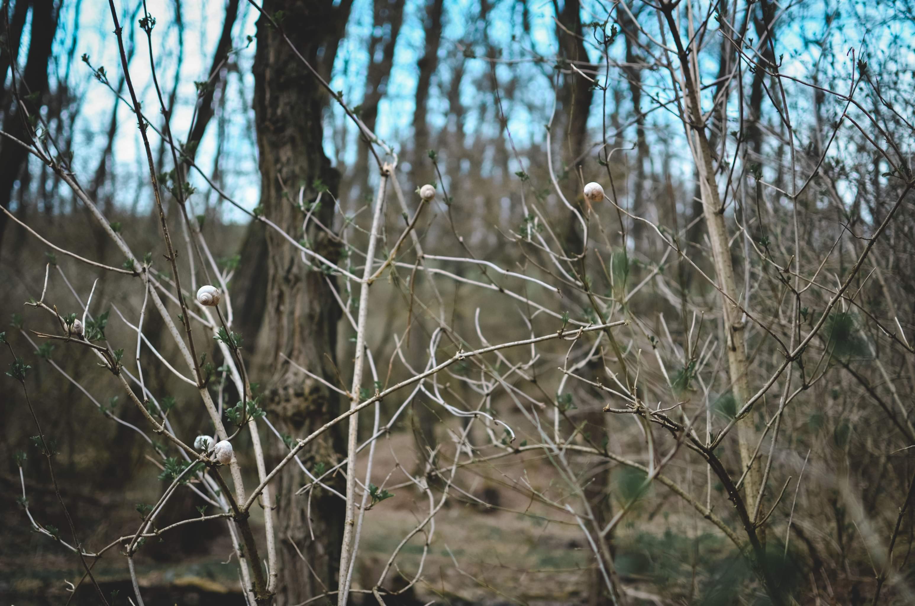 Příloha komentáře