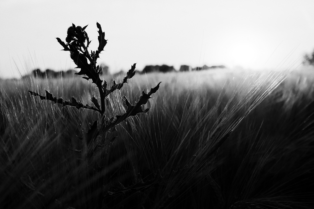 Příloha komentáře