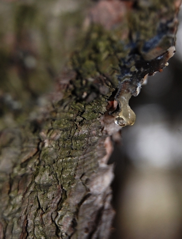 Příloha komentáře