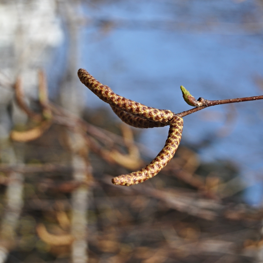 Příloha komentáře