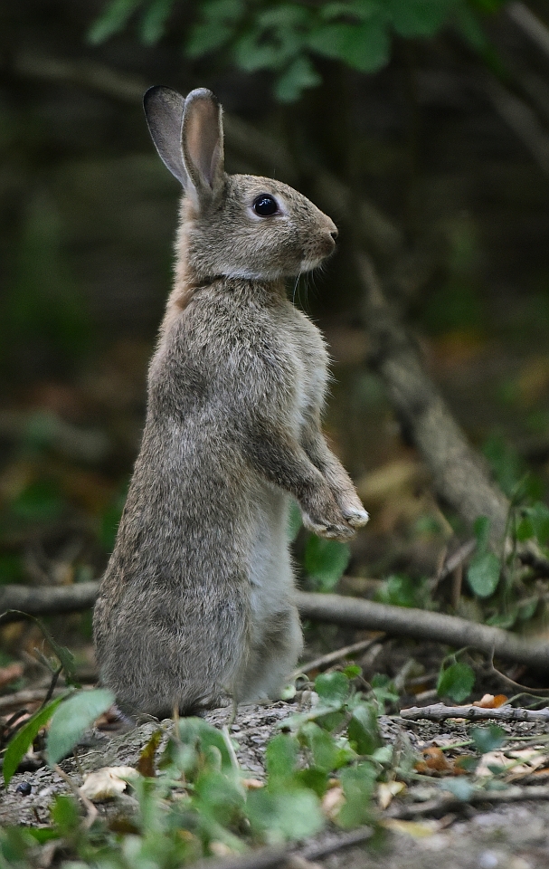 Příloha komentáře