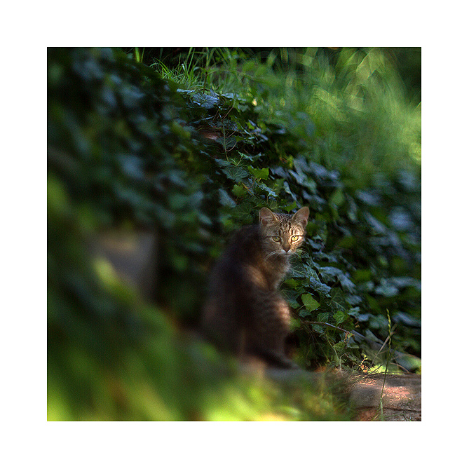 Příloha komentáře