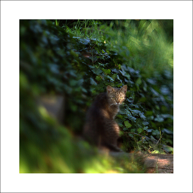 Příloha komentáře