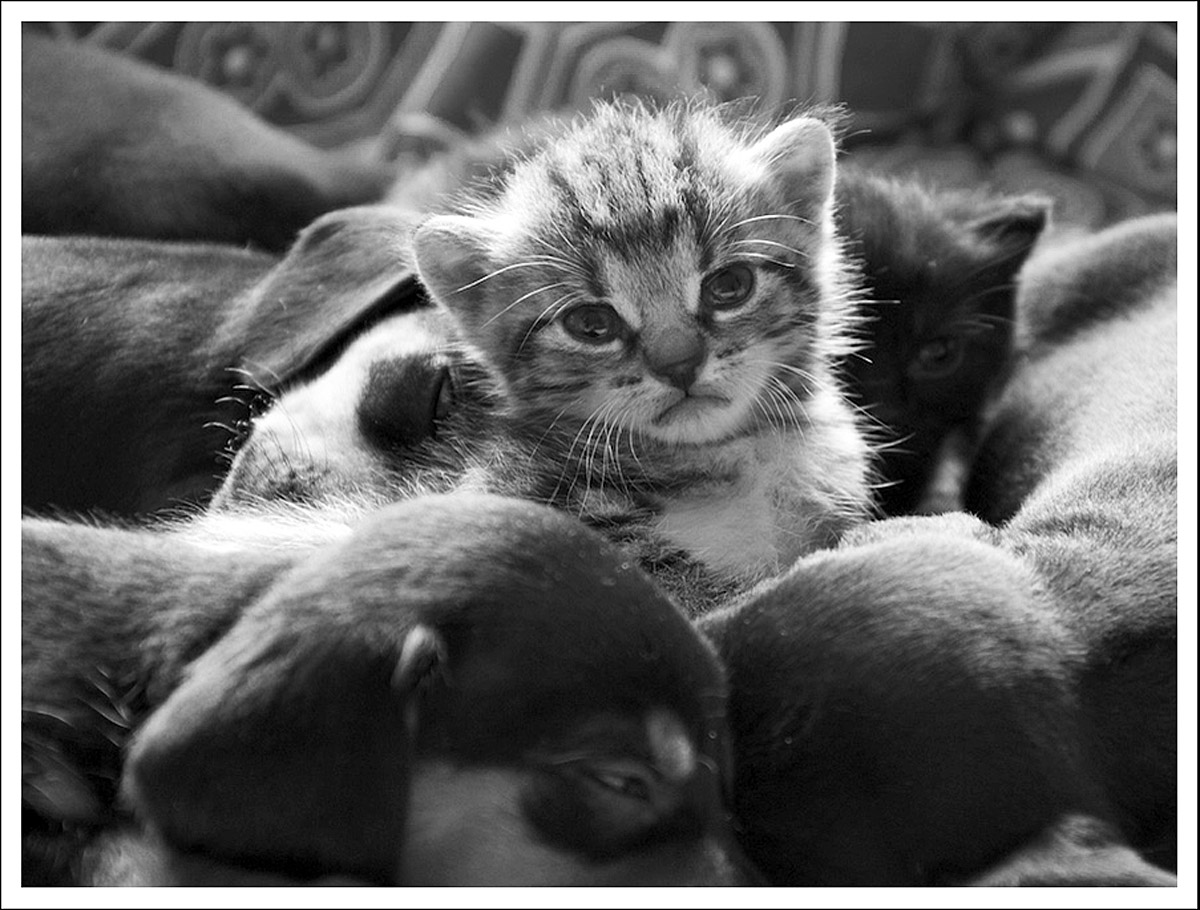 Příloha komentáře