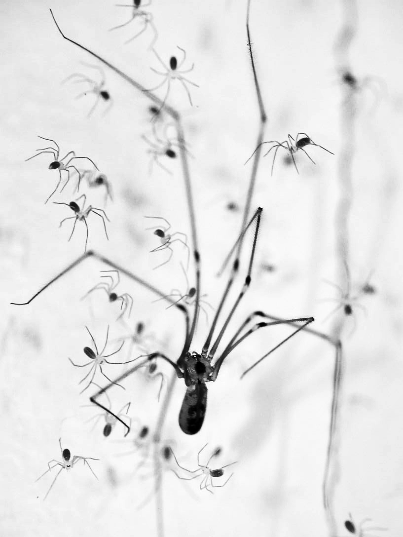 Příloha komentáře