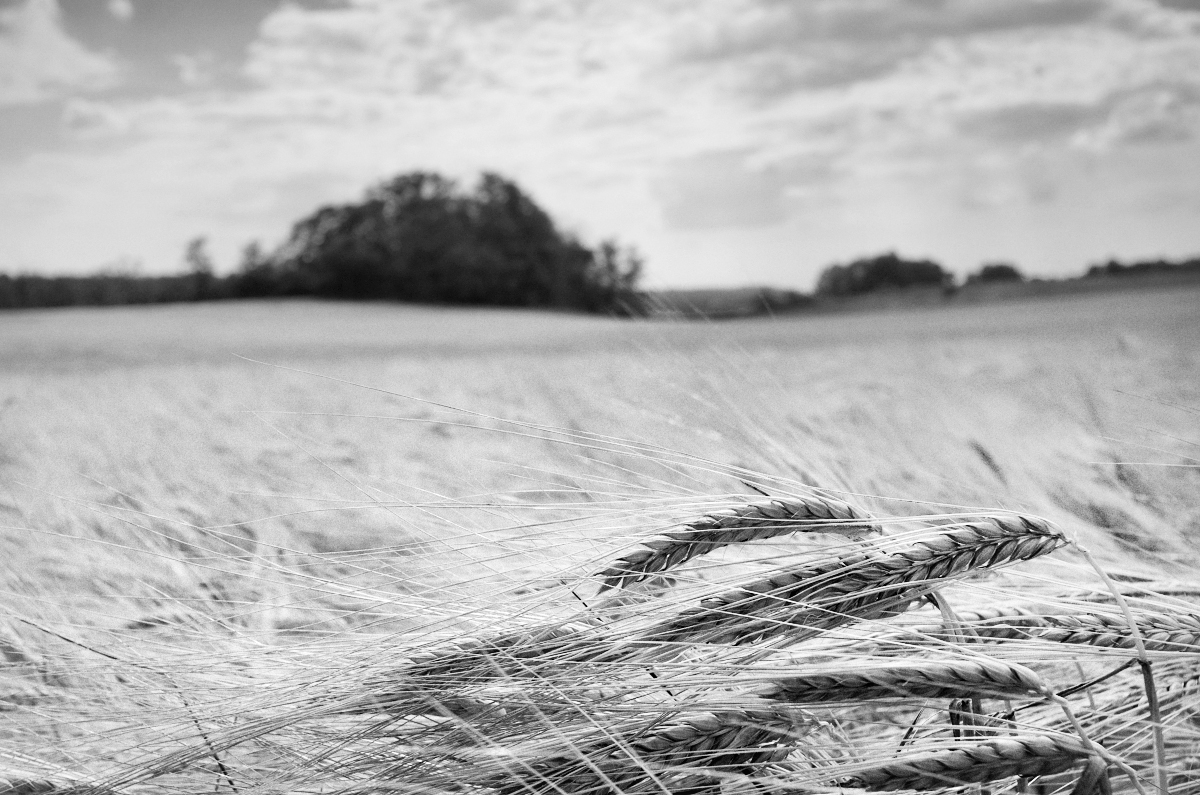 Příloha komentáře