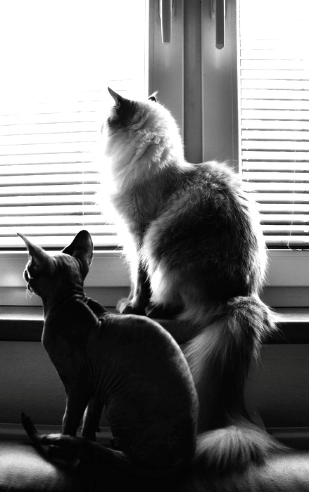 Příloha komentáře