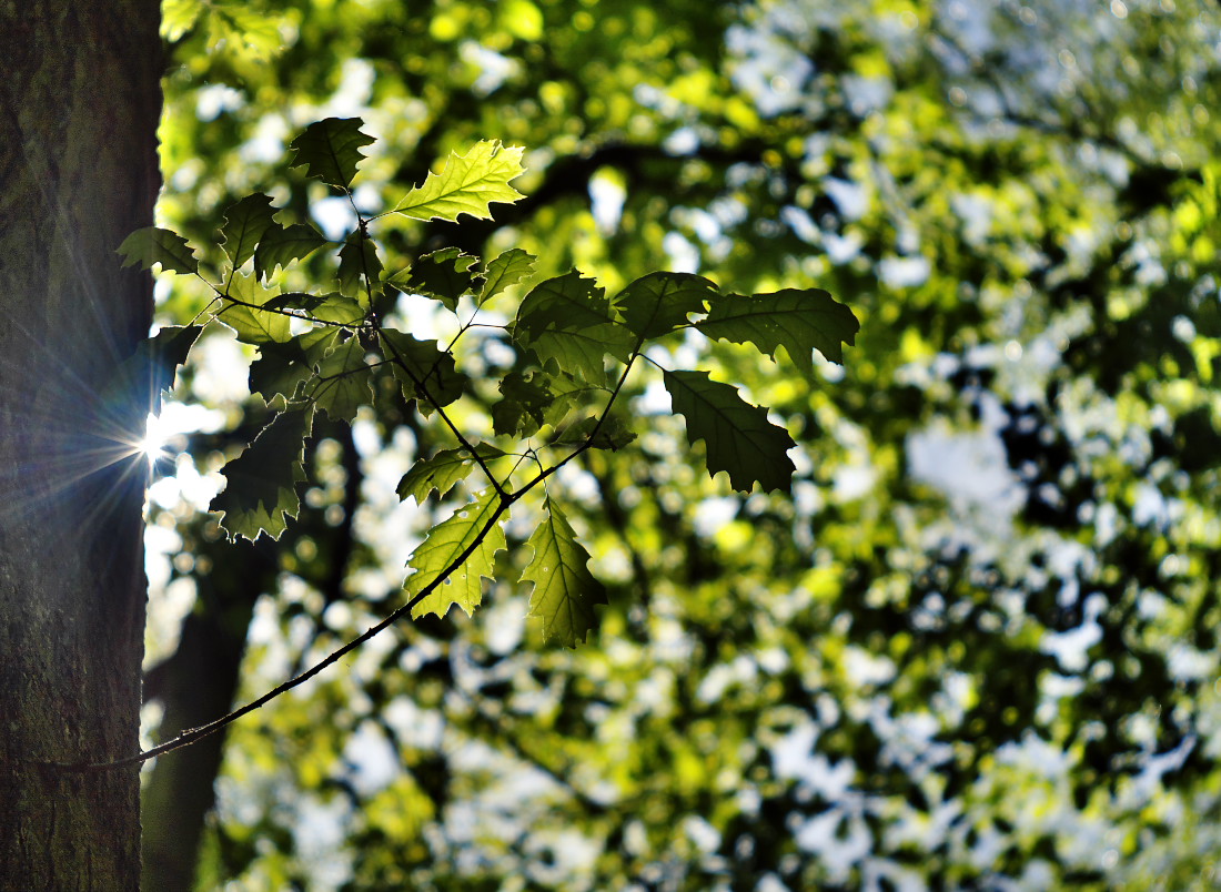 Příloha komentáře