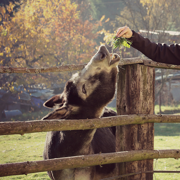 Příloha komentáře