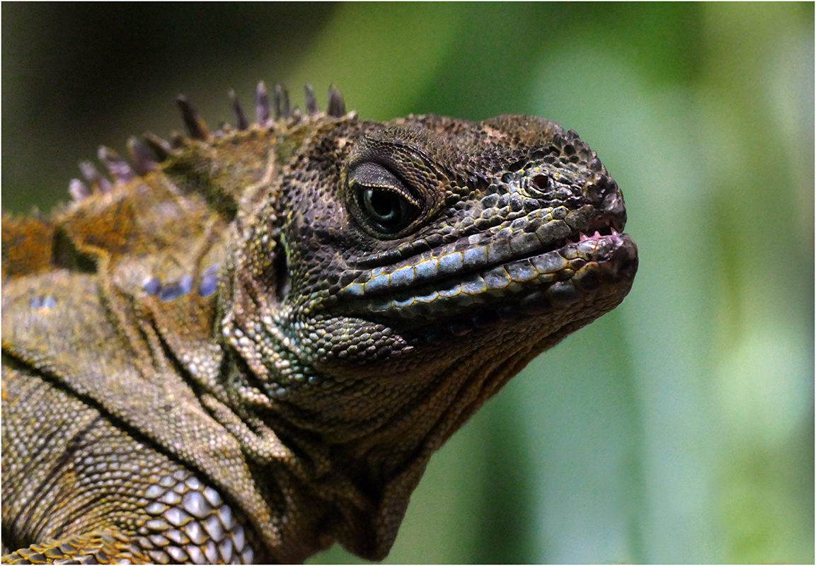 Příloha komentáře