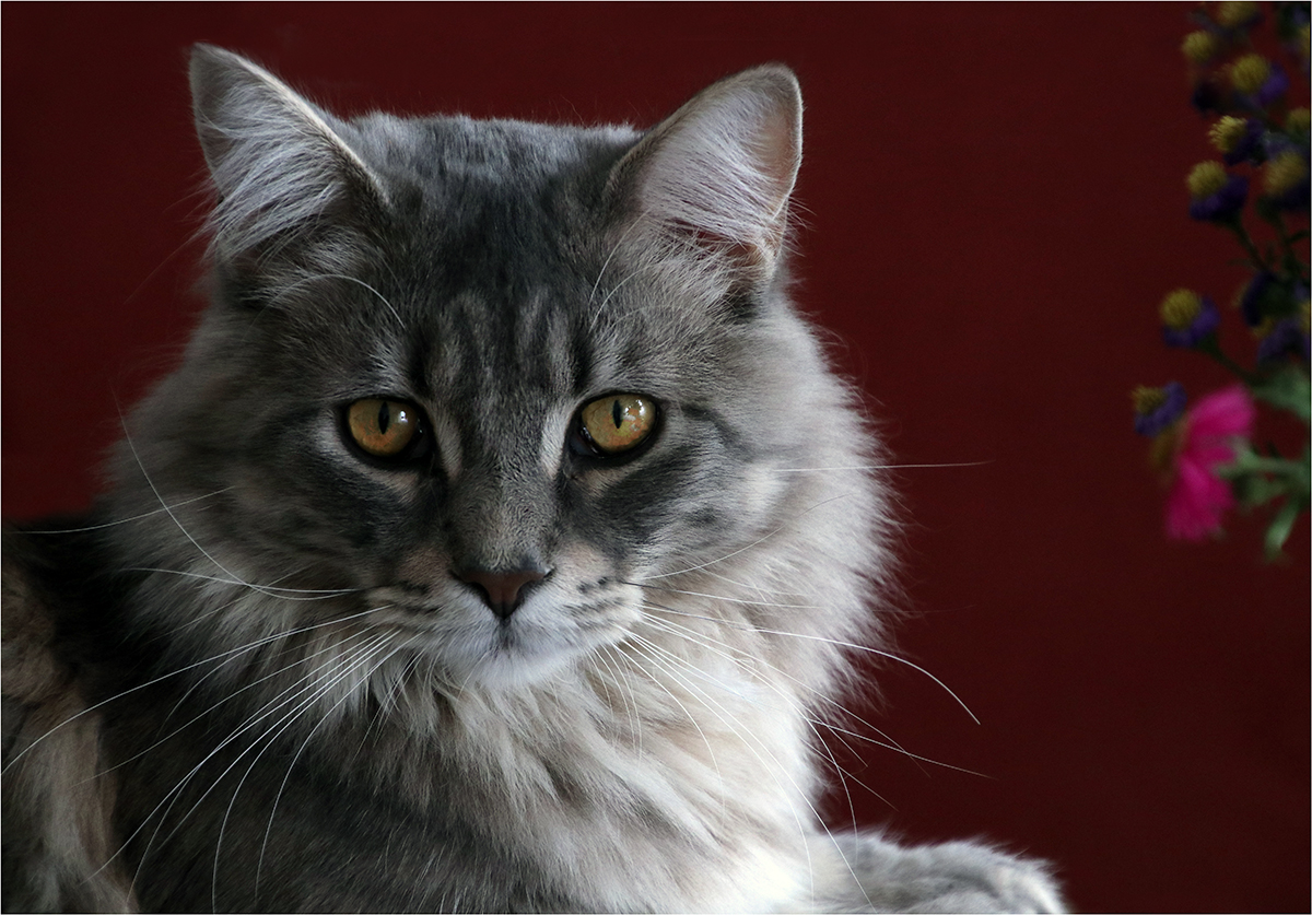 Příloha komentáře